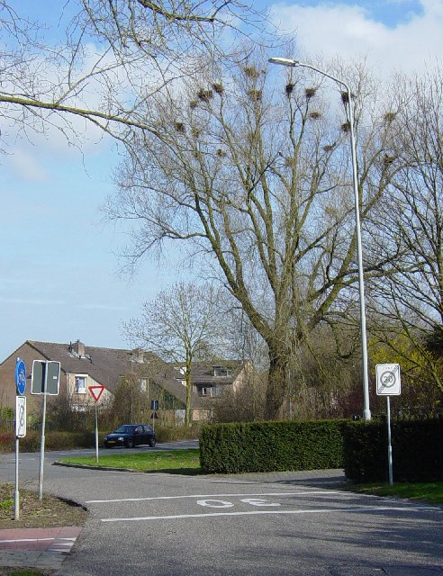 mini kolonieroek